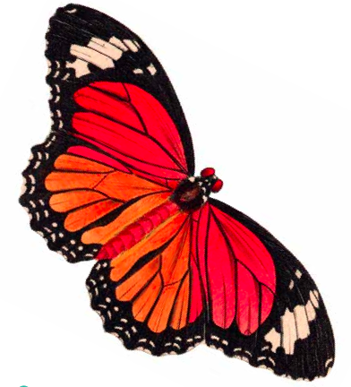 392x432 Free Printables Butterfly Clip Art She's Crafty