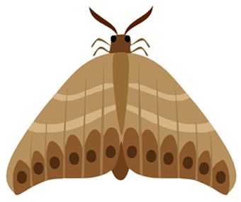 340x286 Moth Clipart Cute