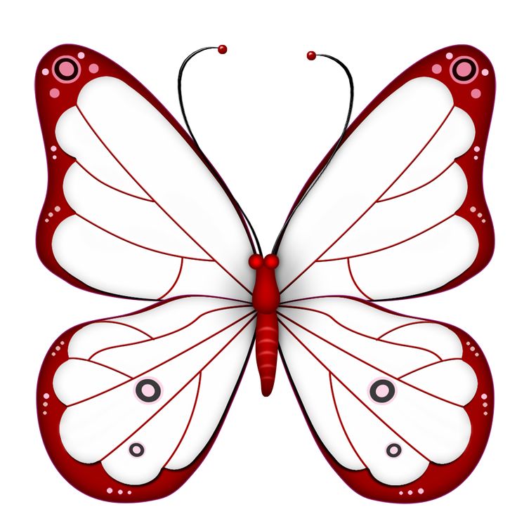 736x742 Bud Moths Clipart