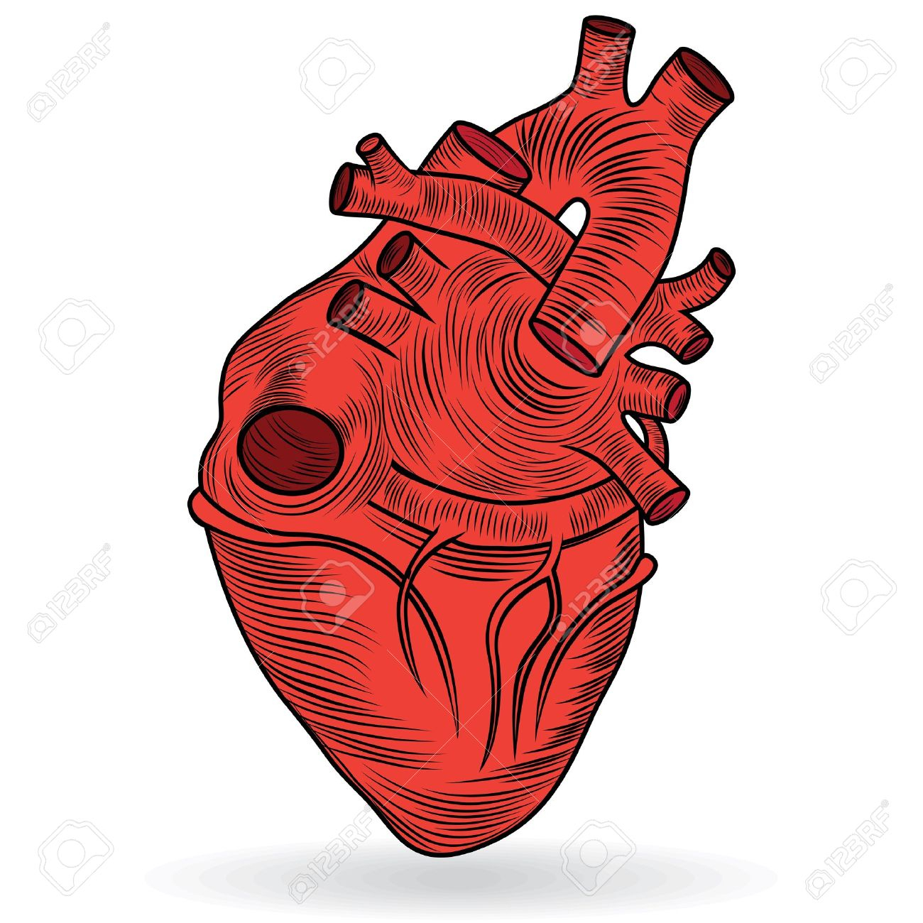 1300x1300 Clip Art Heart Muscle Images Of Fast Food Free Download Clip Art