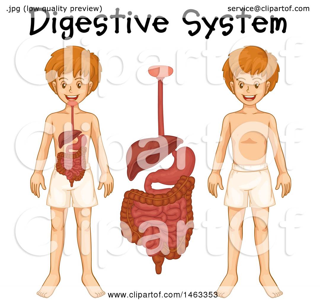 1080x1024 Clipart Of A Medical Diagram Of A Boy With Visible Digestive