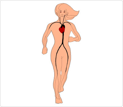 401x351 Human Body Clipart
