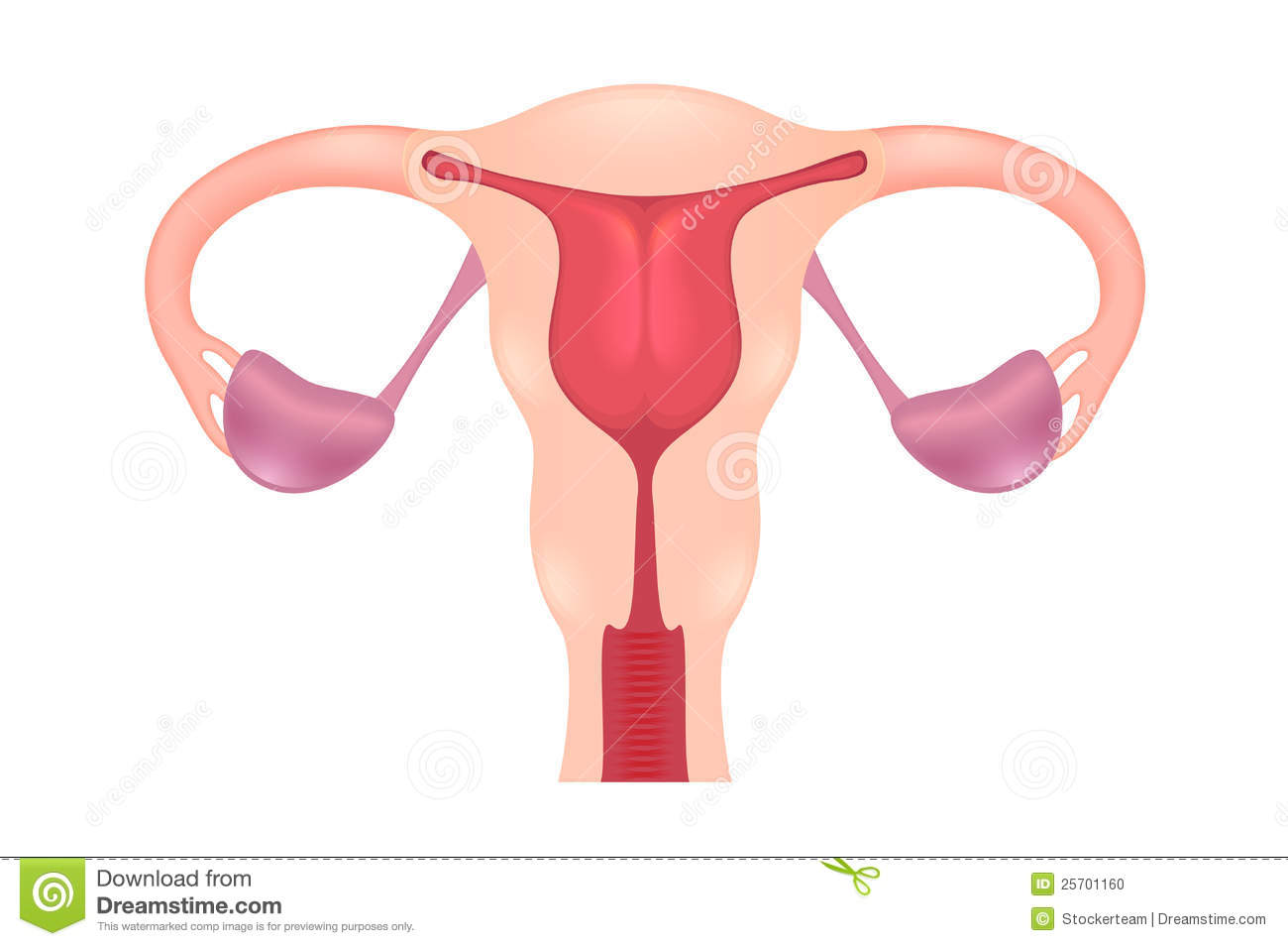 1300x954 Organs Clipart Reproductive System