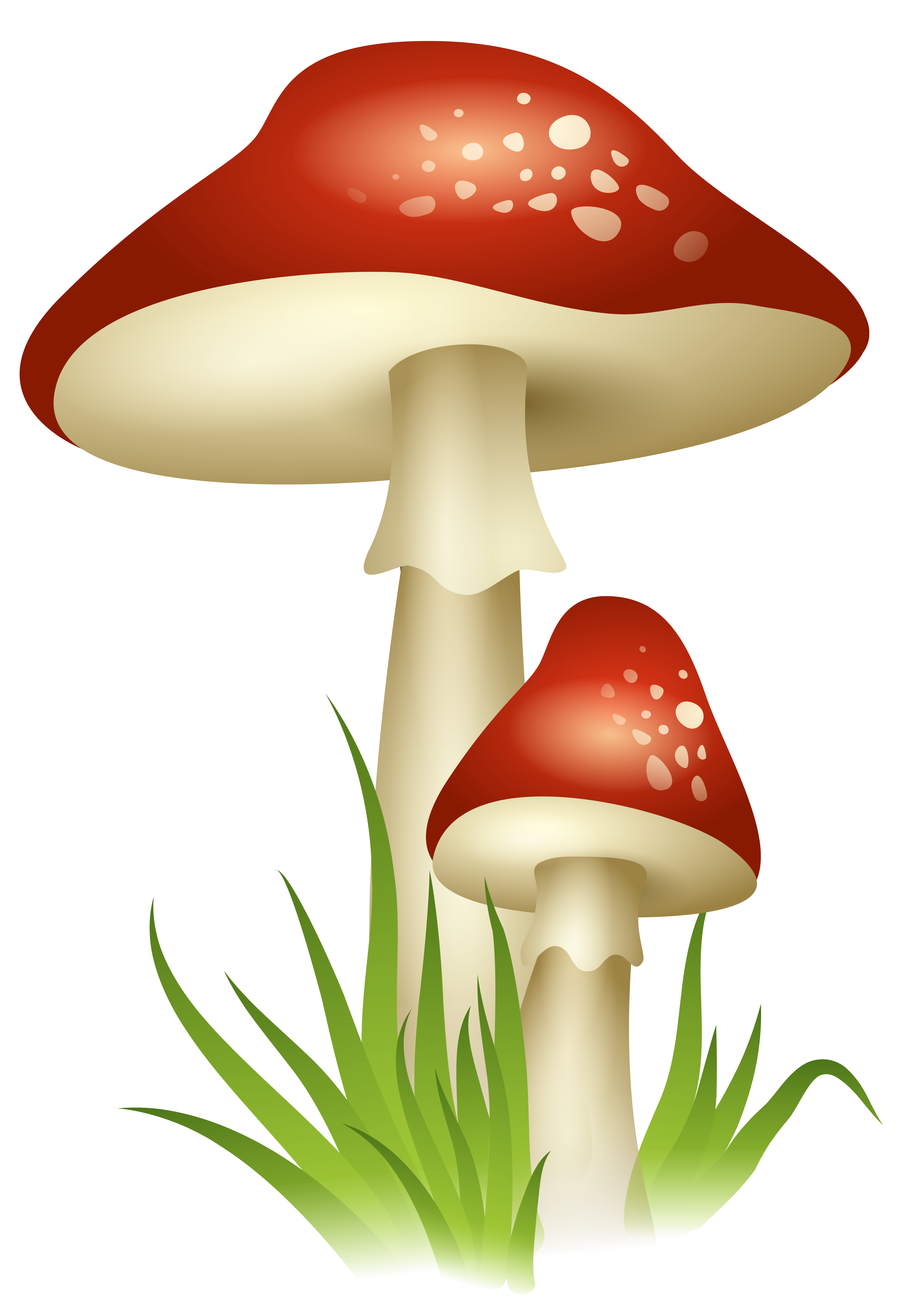 3599x5234 Mushrooms Transparent Png Pictureu200b Gallery Yopriceville
