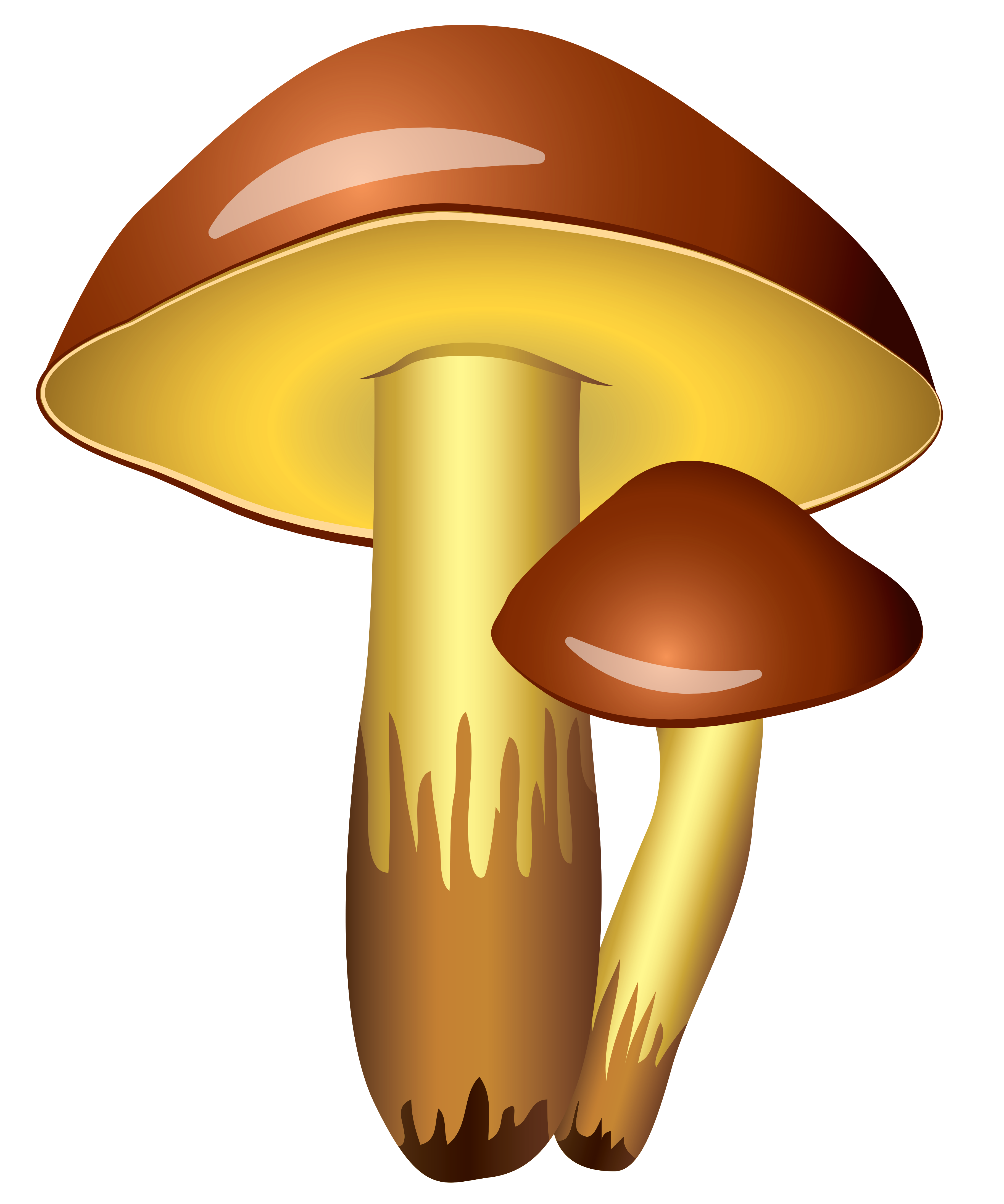 3635x4360 Mushrooms Transparent Png Clipart Pictureu200b Gallery Yopriceville