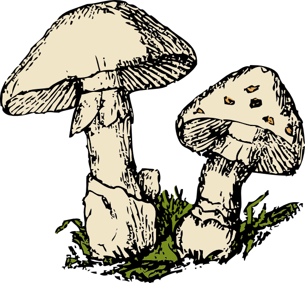 600x557 Two Mushrooms Clip Art Free Vector 4vector
