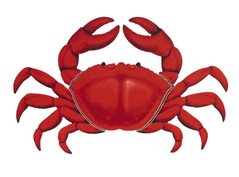 800x591 Crab Feed Clip Art Clipart