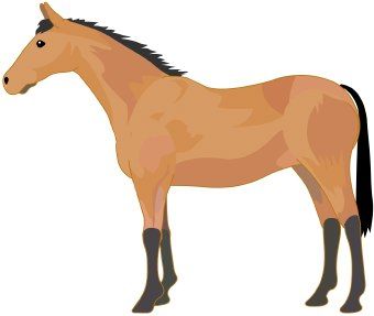 340x287 Fancy Horse Clipart Free Horse
