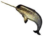181x152 Narwhals Clip Art Clipart Panda
