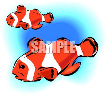 350x311 Royalty Free Clip Art Image Clown Fishes