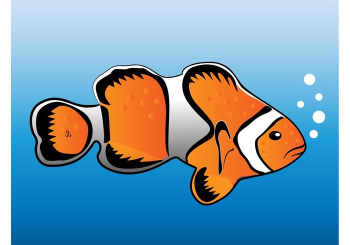 700x490 Clown Fish Vector