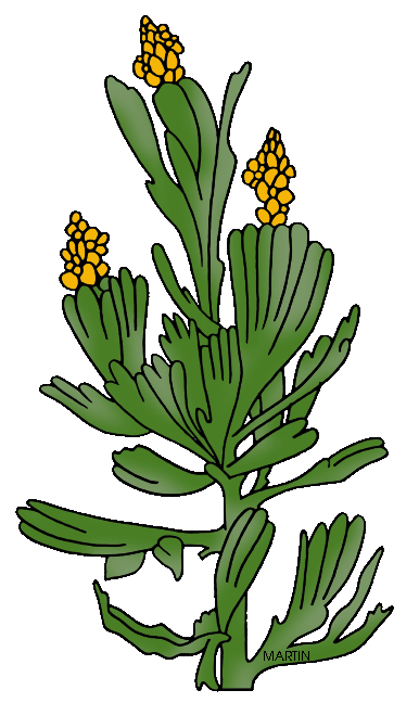 386x648 United States Clip Art By Phillip Martin, State Flower Of Nevada