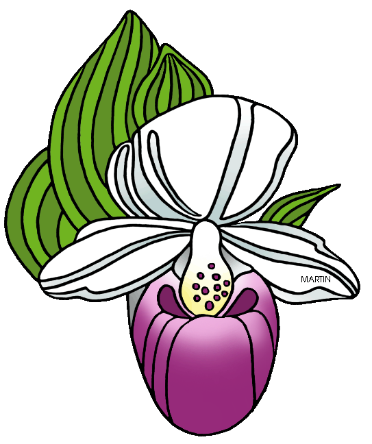 543x648 United States Clip Art By Phillip Martin, State Wildflower Of New