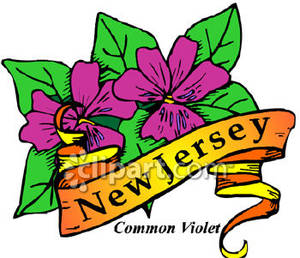 300x258 State Flower Of New Jersey, The Common Purple Violet Royalty Free