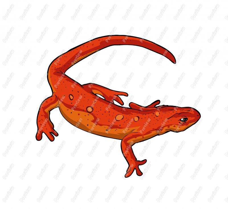 800x734 Newt Clip Art