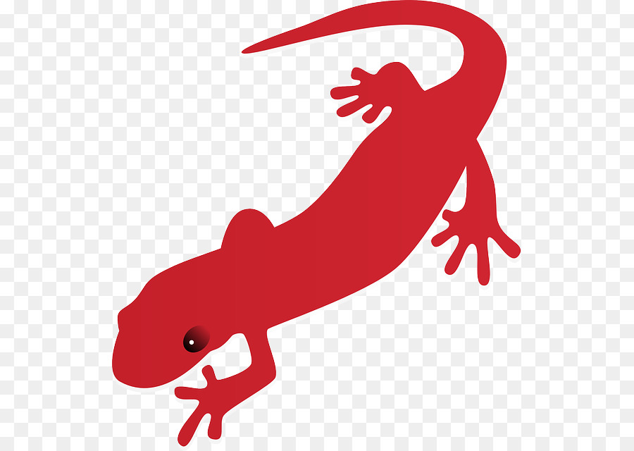 900x640 Salamander Newt Clip Art