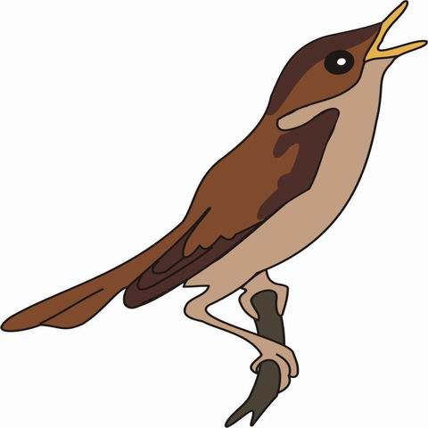 480x480 Nightingale Coloring Pages For Kids To Color And Print