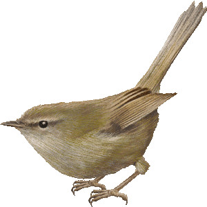 300x300 Warbler Clipart