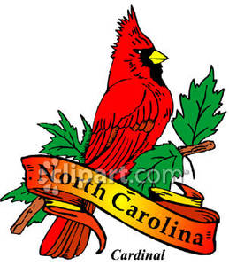 259x300 State Bird Of North Carolina, The Red Cardinal Royalty Free