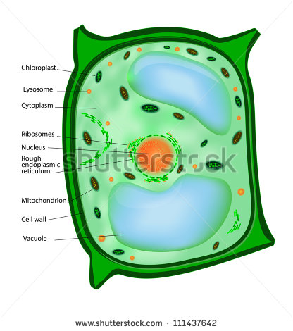 416x470 Collection Of Plant Cell Wall Clipart High Quality, Free