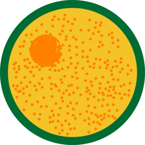 300x300 Interphase Clip Art