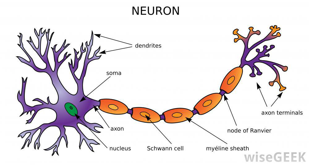 1000x534 Neuron Clipart