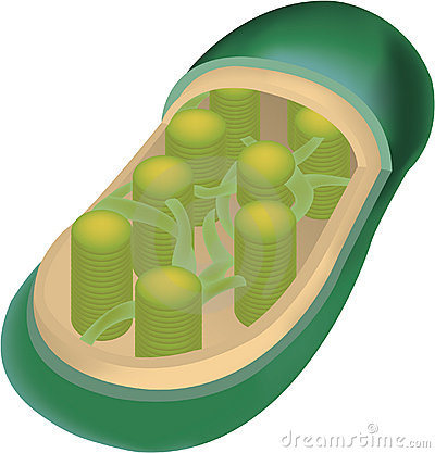 400x417 Top 92 Plant Cell Clip Art