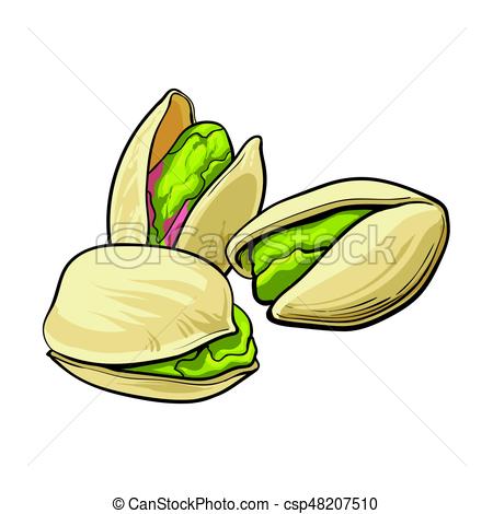 450x470 Group Of Pistachio Nuts, Shelled And Unshelled, Sketch Vector