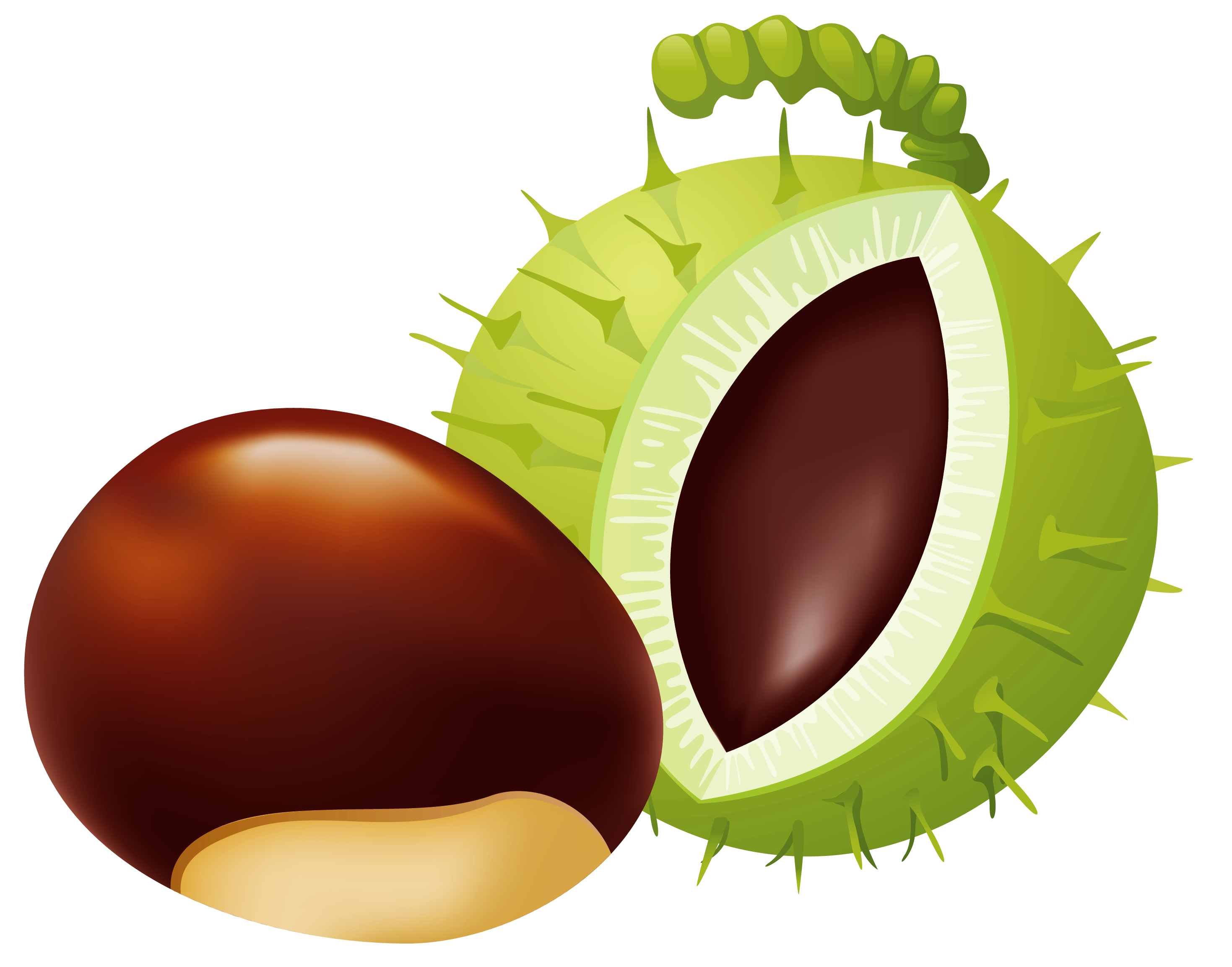 2938x2307 Chestnut Png Clip Art