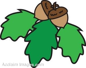 300x238 Clipart Of Oak Leaves With Acorns