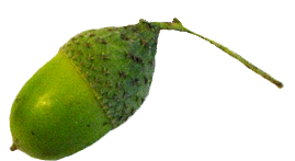 269x147 Fall Leaves Clip Art