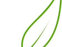 220x165 Leaf Stem Clipart Clip Art Of Green Oak Leaf Illustration