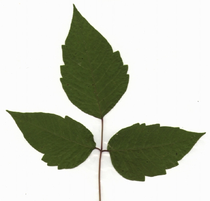 419x400 Poison Ivy Leaves Clip Art Clipart