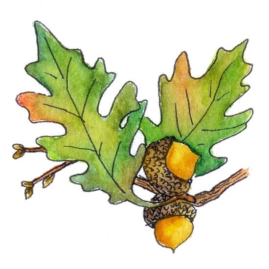 550x550 Acorn Leaf Clipart