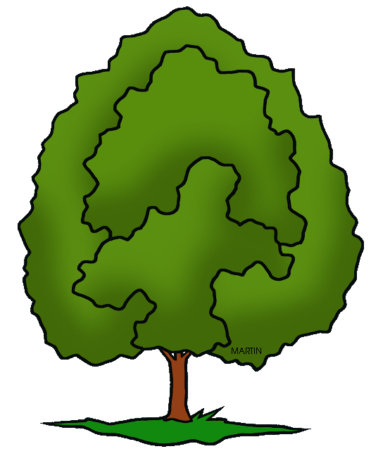 527x648 United States Clip Art By Phillip Martin, Illinois State Tree