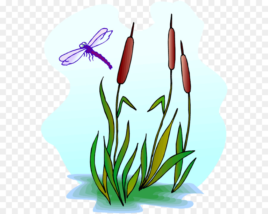 900x720 Dragonfly Scirpus Royalty Free Clip Art