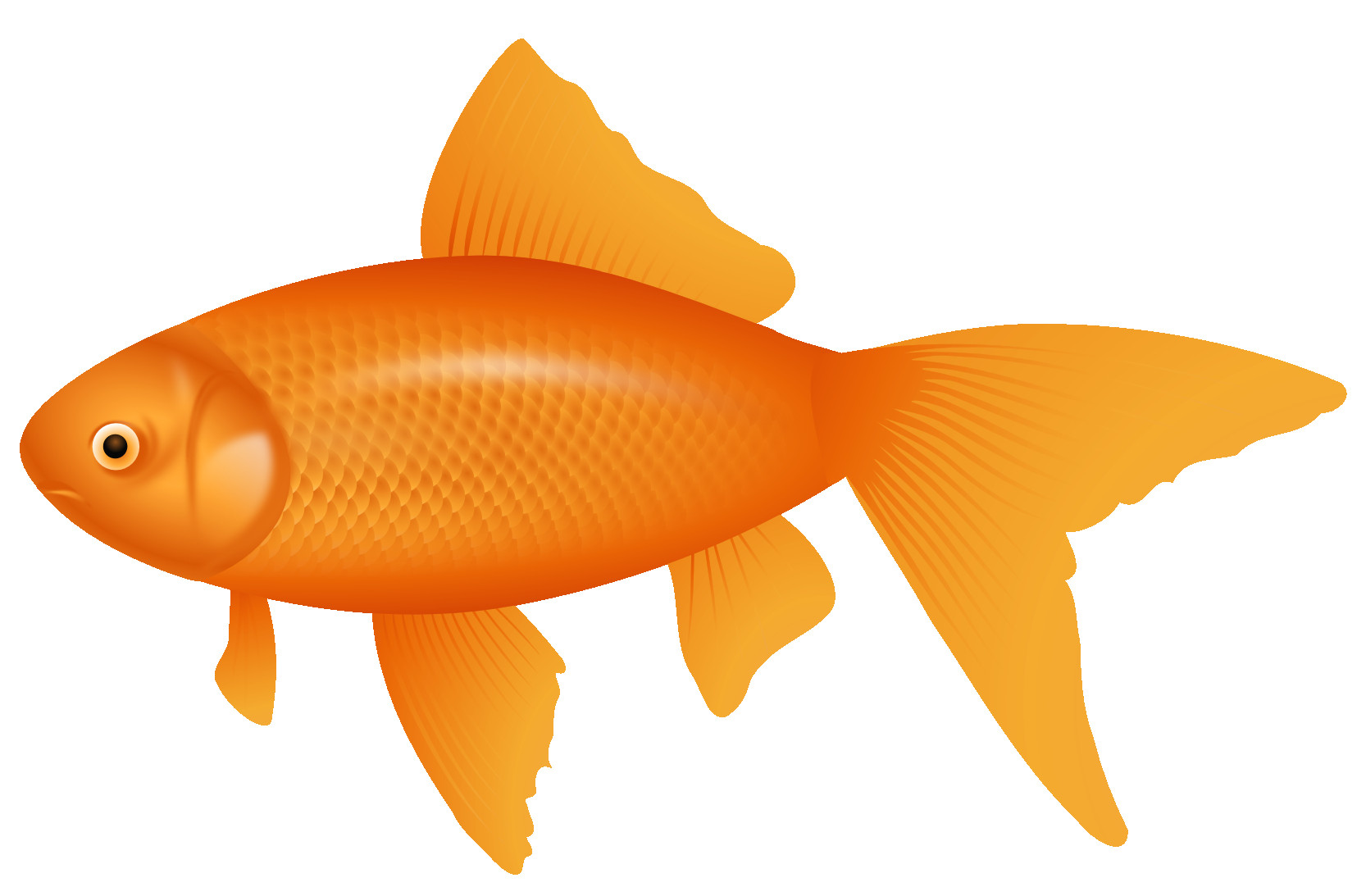 1666x1093 Orange Fish Clipart