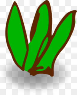 260x320 Algae Plant Seaweed Ocean