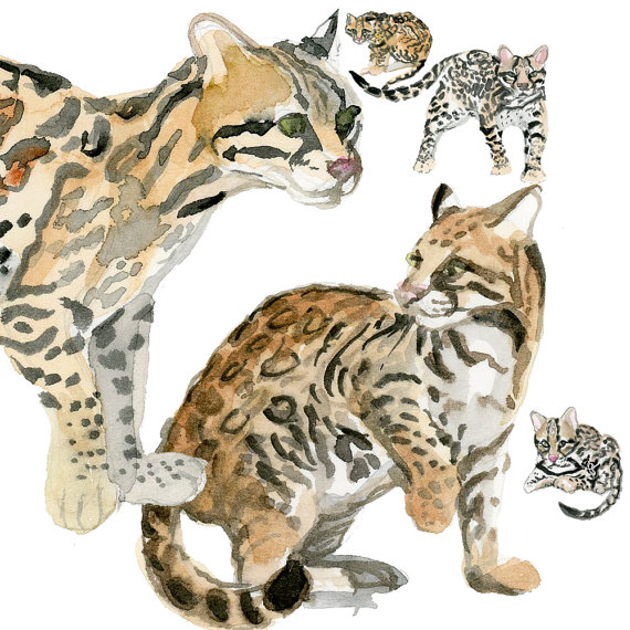 570x570 Watercolor Ocelots, Feline Clip Art, Animal Clipart, Wild Animals