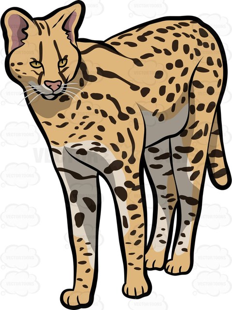 478x640 A Savannah Cat Cartoon Clipart Vector Toons