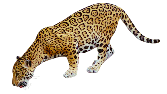 540x307 Best Jaguar Clipart