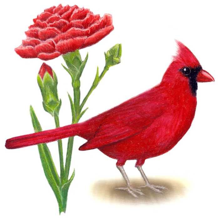 700x712 Collection Of Ohio State Flower Drawing High Quality, Free