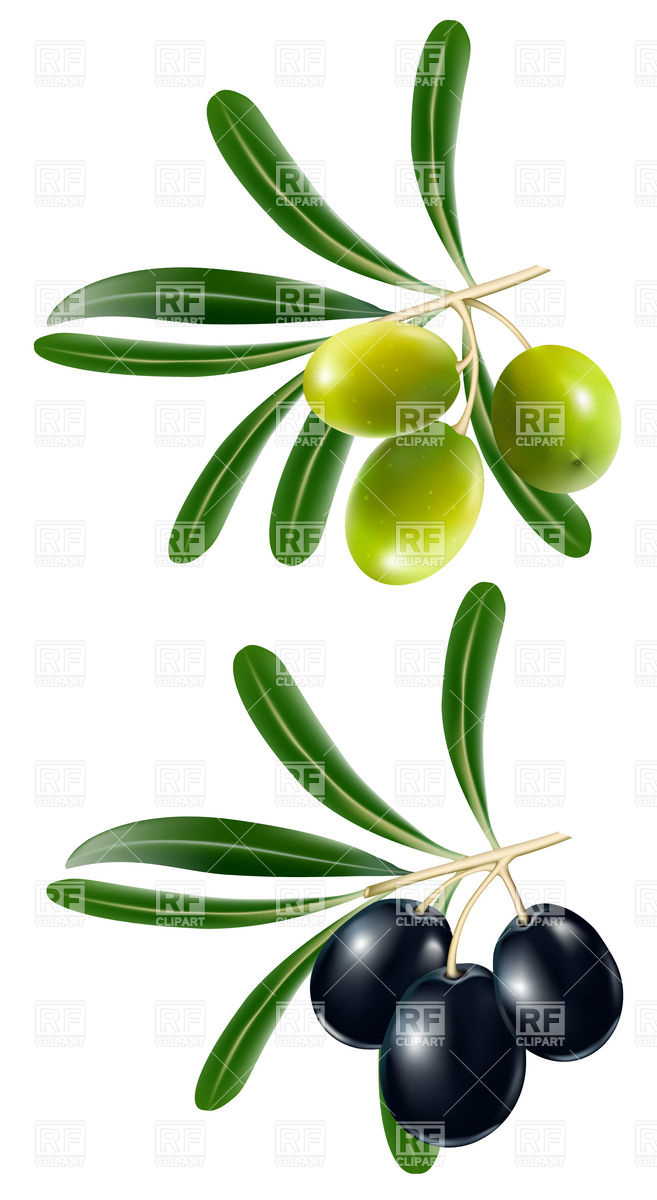 657x1200 Green And Black Olive Royalty Free Vector Clip Art Image