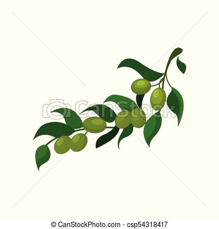 450x470 Olive Branch With Leaves Cartoon Vector Illustration On