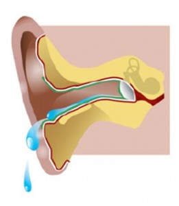 261x300 Olive Oil Clipart Ear