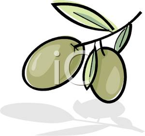 300x280 Green Olives Growing On The Branch