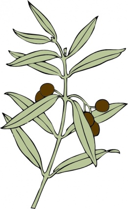 261x425 Olive Branch Clip Art Clipart Panda