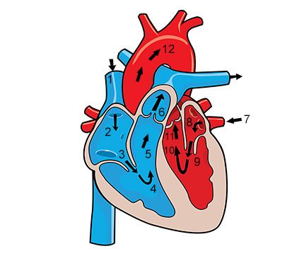 430x379 Circulatory System Essay Functions Of The Circulatory System You