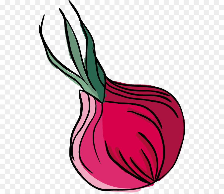 900x780 Onion Clip Art