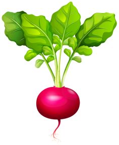 236x288 Onion Png Clipart Verduras Hortalizas. Png Onions